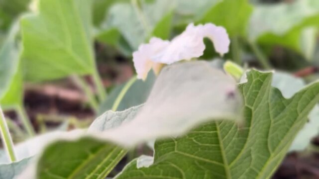 Close-up of a Delicate White Bottle Gourd Flower Blooming in an Organic Garden - Nature and Agriculture Photography