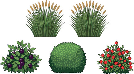 Collection of cartoon garden plants including grass reeds, berry bush, round shrub and red flower bush, botanical nature vector illustration isolated on white background © MstRazia