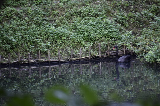 Black swan swimming on green pond in park