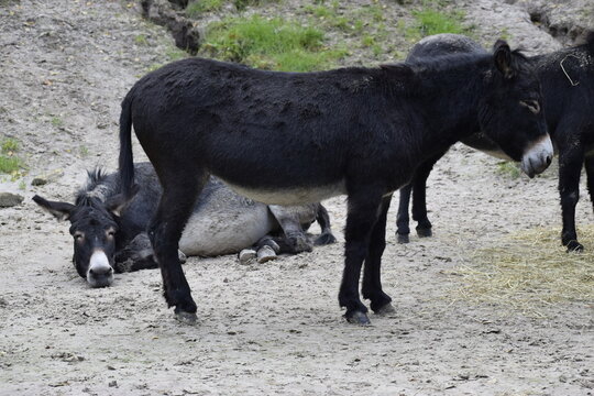 Asno de las Encartaciones Donkey Pyrenean Small Breed