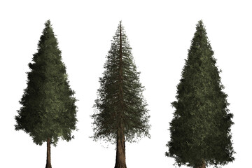 Fototapeta premium Three Tall Evergreen Conifer Trees - Pine, Spruce, or Fir - Isolated