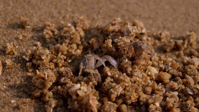 Little beach crabs crawl out of homemade burrow surrounded by fine wet sand. Shells and legs appear briefly before they scurry away into safety.