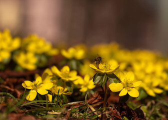 Ranniki zimowe (Eranthis hyemalis) kwitnące w lesie na tle suchych liści, zwiastuny wiosn © mycatherina
