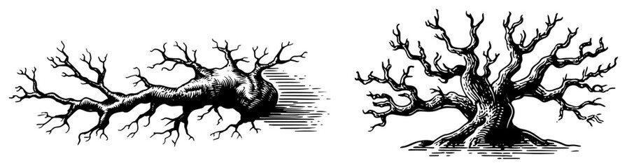 Set of two vintage woodcut style gnarled tree trunks with intricate bark textures © Amelia