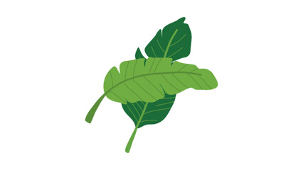 Tropical Green Banana Leaves Vector Illustration