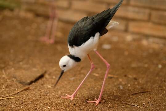 Pied stilt - Close up detail of Pied Stilt Bird in the wild. Pied stilt in the zoo
