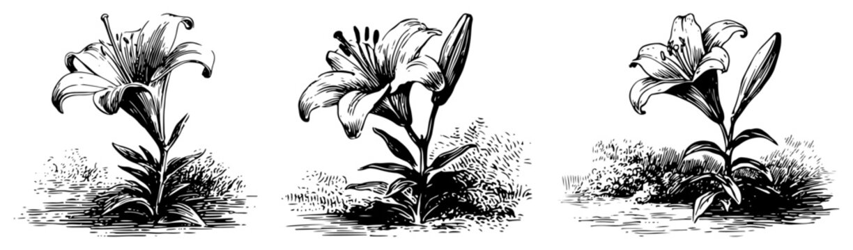 Set of three botanical lily flower sketches in classic vintage woodcut engraving style