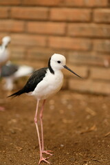 Obraz premium Pied stilt - Close up detail of Pied Stilt Bird in the wild. Pied stilt in the zoo