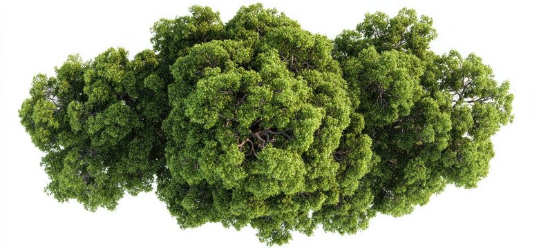 Overhead view of a lush, dense canopy of green trees on a white background