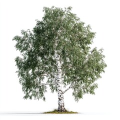 Obraz premium A white-barked deciduous tree with green foliage against a white background