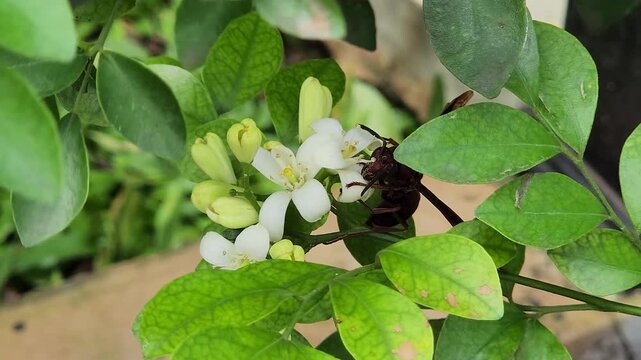 Wasp pollinating citrus flower macro garden scene. Hornet nectar feeding on orange blossom closeup. Insect foraging pollen among white floral petals. Wild arthropod collecting nectar in tropical plant