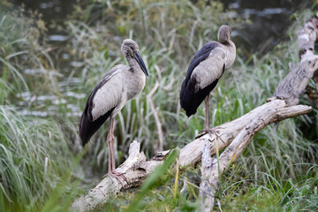 Fototapeta premium A group of Asian Openbill storks (Anastomus oscitans) perched on fallen tree branches near a wetland area.