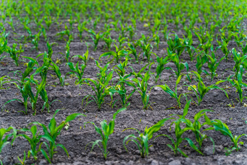 Naklejka premium Young corn sprouts are emerging from rich dark soil, creating a lush green pattern in an agricultural field, representing growth, farming, and the bounty of nature