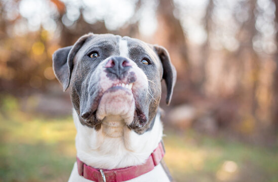 A Pit Bull Terrier mixed breed dog with a snaggletooth and funny expression