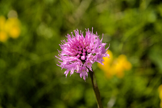 Globe Orchid (Traunsteinera globosa) on Flumserberg, Sankt Gallen