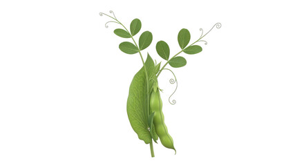 Obraz premium A single green pea plant with pods and leaves growing upwards isolated on transparent background, illustration