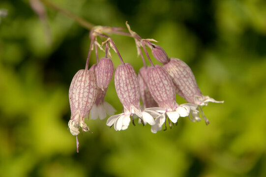 Bladder Campion (Silene dioica) on the Maschgenkamm, Sankt Gallen