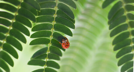 A ladybug is sitting on an acacia leaf. © Надежда Д