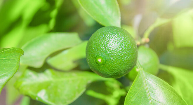 Green limes on a tree. Lime is a hybrid citrus fruit, which is typically round, about 3-6 centimeters in diameter and containing acidic juice vesicles. Limes are excellent source of vitamin C.
