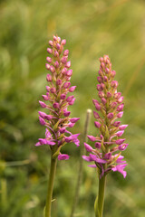 Obraz premium Marsh Fragrant Orchid (Gymnadenia densiflora) on Flumserberg, Sankt Gallen