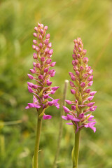 Obraz premium Marsh Fragrant Orchid (Gymnadenia densiflora) on Flumserberg, Sankt Gallen