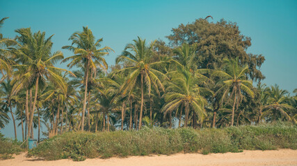 Fototapeta premium Tropical Coconut Palm Trees on Sunny Beach in Goa with Copy Space