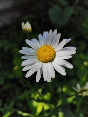 Fototapeta premium single daisy flower close up on dark background. beautiful white daisy (chamomile) flower with a bright yellow center. minimalist floral composition for skincare, tea, and wellness concepts.
