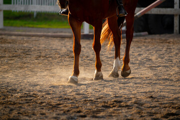 Fototapeta premium Brown horse legs kicking up dust while walking on sandy surface in an equestrian arena with white fencing and green grass in the background