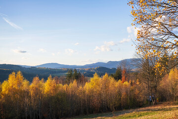 Fototapeta premium Colorful autumn forest stretching across rolling hills under clear sky. Scenic seasonal nature landscape.
