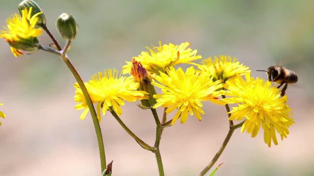 Abeja polinizando flores, diente de le&oacute;n.	