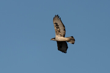 African hawk-eagle flying over African savannah with blue sky background at sunset golden hour lights 