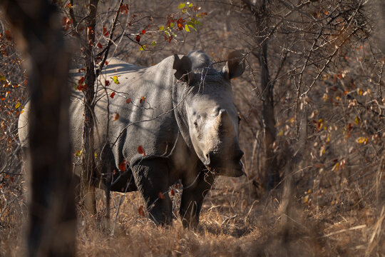 White rhinoceros standing in the bush.
Ceratotherium simum is the largest extant species of rhinoceros and the most social of all rhino species