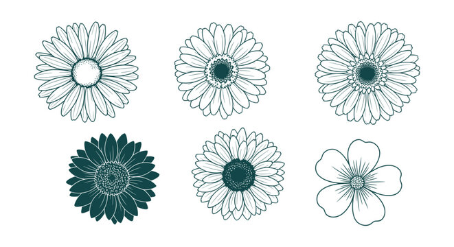 Elegant Hand-Drawn Floral Outline Vector Collection Delicate Gerbera Daisy Botanical Illustrations