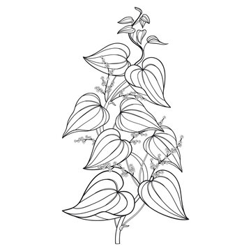 Outline twining vine Dioscorea villosa or wild yam leaves in black isolated on white background.