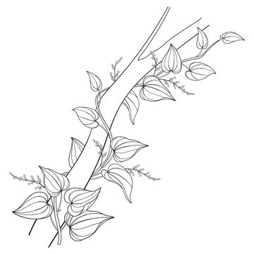 Twining vine Dioscorea villosa or wild yam leaves in black isolated on white background.