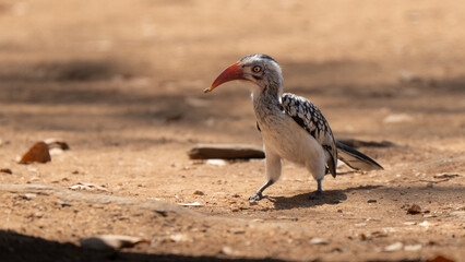 Southern red-billed hornbill portrait on the ground in South African bush, looking in camera with golden hour light. Beautiful curved red bill eating an hunted insect prey © Riccardo Rolfini