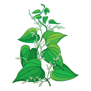 Twining vine Dioscorea villosa or wild yam leaves in green isolated on white background.