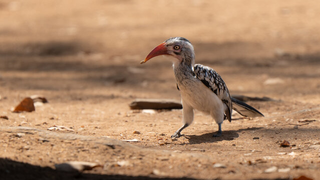 Southern red-billed hornbill portrait on the ground in South African bush, looking in camera with golden hour light. Beautiful curved red bill eating an hunted insect prey