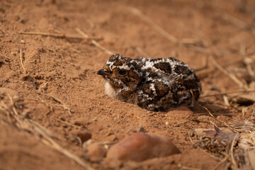 Sandgrouse chick cute portrait in African bush, camouflage colors down  © Riccardo Rolfini