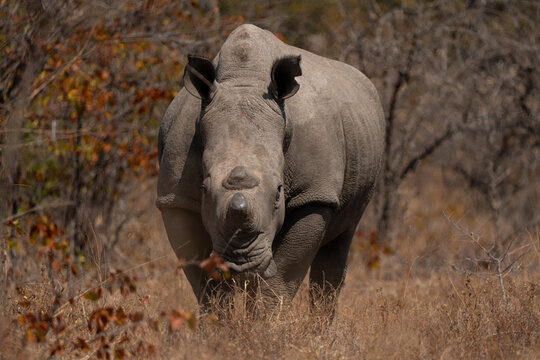 White rhinoceros standing in the bush.
Ceratotherium simum is the largest extant species of rhinoceros and the most social of all rhino species