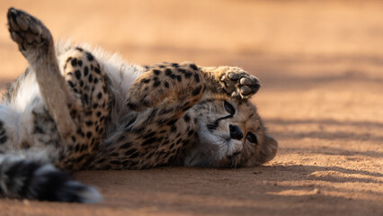 Young cheetah (Acinonyx jubatus) resting in the sandy ground. Cheetah are playful and curious © Riccardo Rolfini