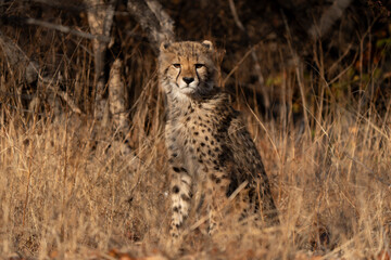 Naklejka premium Young cheetah (Acinonyx jubatus) sitted in the grass. Cheetah are playful and curious