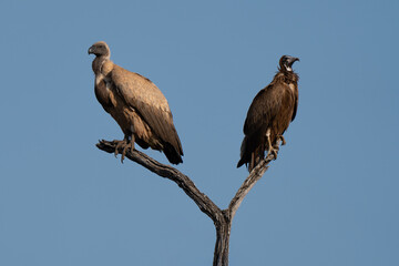 Fototapeta premium White backed vulture and hooded vulture portrait resting on tree branch over African savannah, beautiful and rare encounter with both endangered African vultures