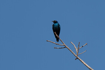 Obraz premium Cape starling on a perch in African savannah, beautiful plumage metallic and glossy colors