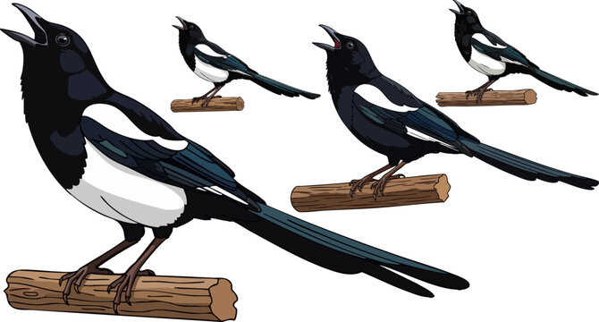 Set of 4 magpie birds vector