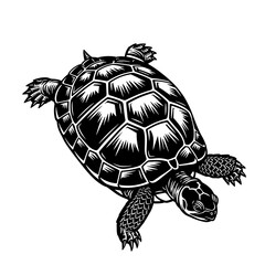 Black and White Sea Turtle Top View Vector Illustration in Vintage Engraving Style © Saad Hassan