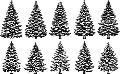 Detailed Hand-Drawn Evergreen Forest Sketches of Spruce and Pine for Outdoor Branding and Winter Holiday Decor © MdJillur