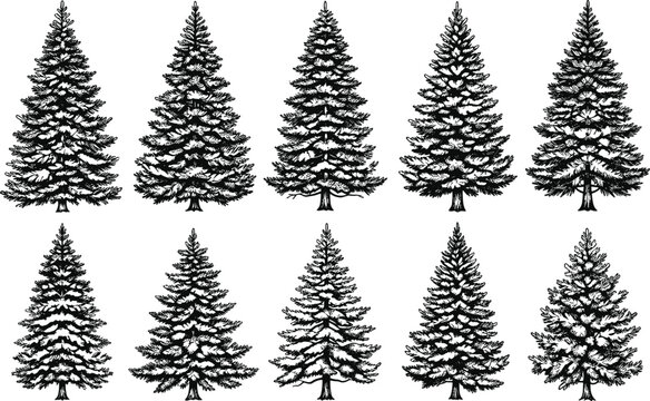 Detailed Hand-Drawn Evergreen Forest Sketches of Spruce and Pine for Outdoor Branding and Winter Holiday Decor