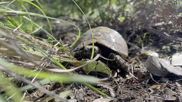 Close-up of a wild tortoise crawling through forest floor vegetation