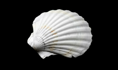 Shell, sea scallop shell isolated on black background. Aquatic wildlife animal, seashell. Mollusk, marine bivalve molluscs. One scallop sea shell, gourmet food, Pectinidae  © Subbotina Anna